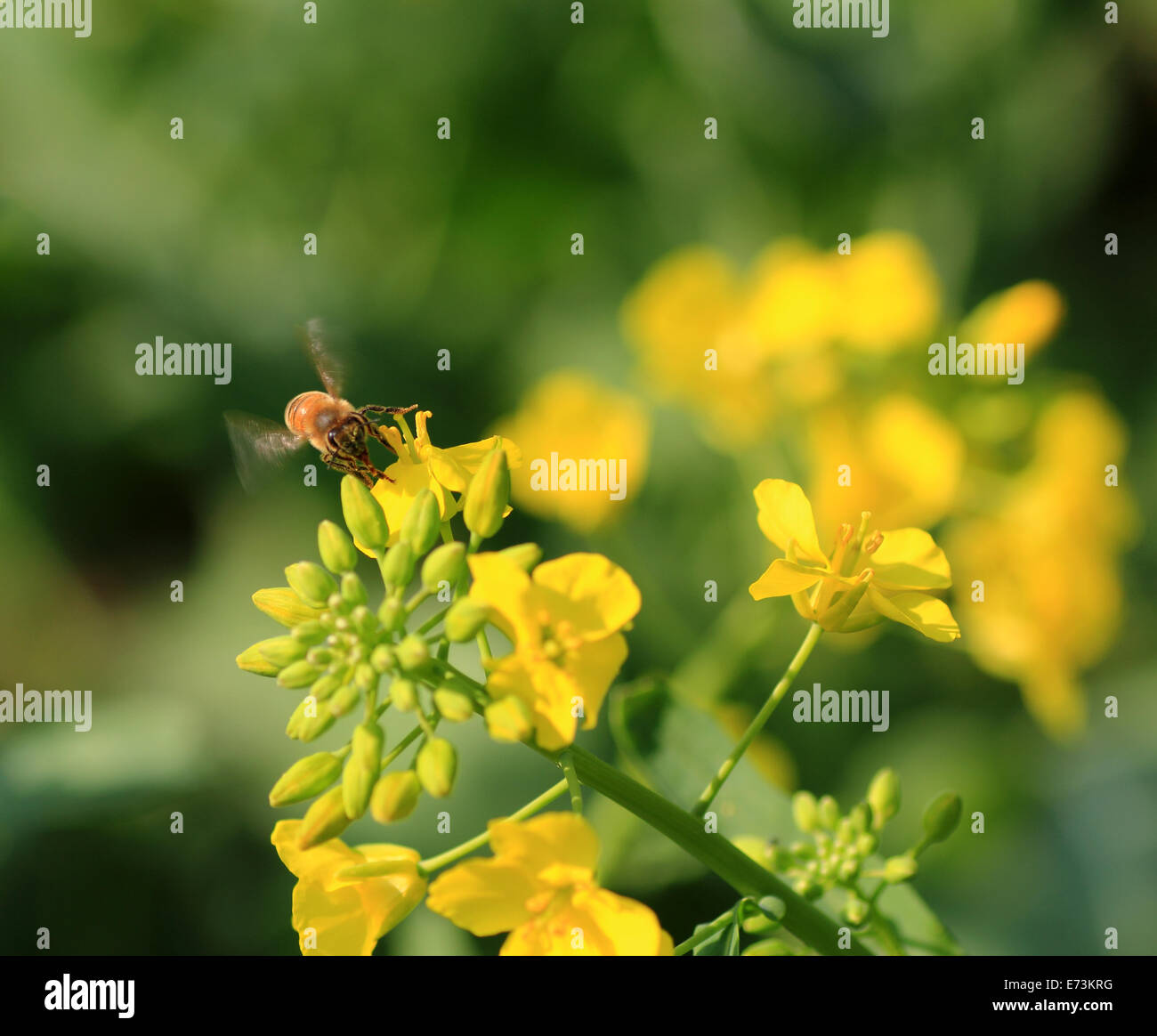 Canola flower and bee Stock Photo Alamy