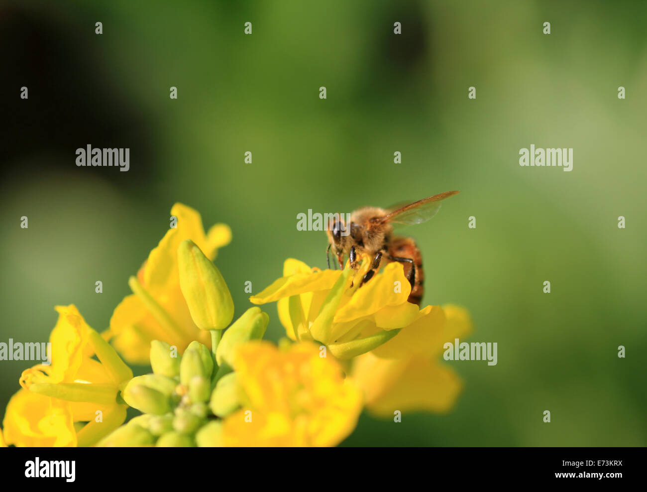Canola flower and bee Stock Photo Alamy