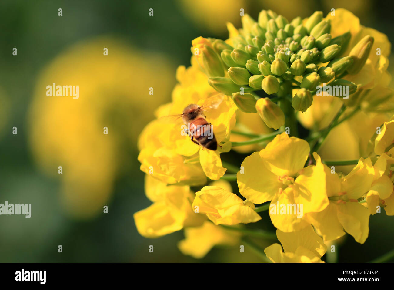 Canola flower and bee Stock Photo Alamy