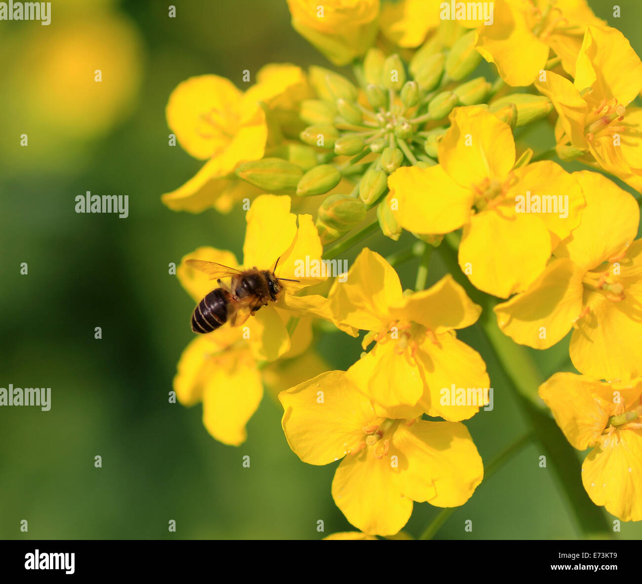 Canola flower and bee Stock Photo Alamy