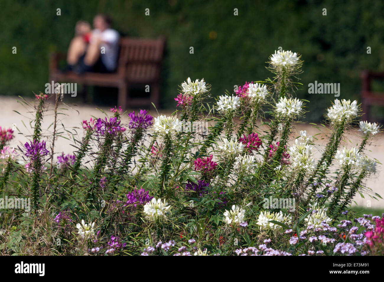 Cleome flowering in a colourful garden flower bed, garden path and bench bedding plant lining the pathway Stock Photo