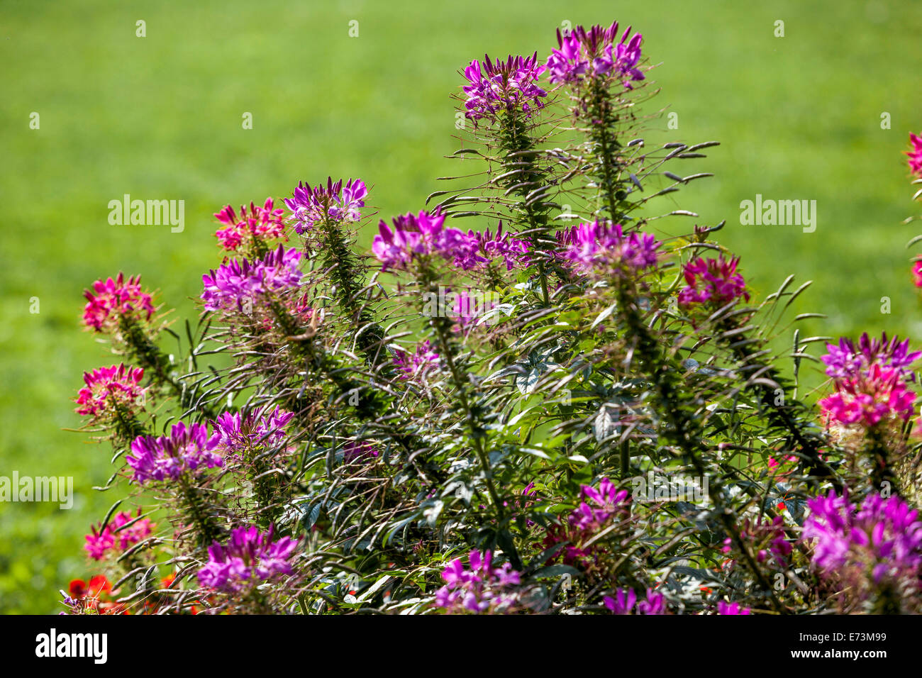 Cleome spinosa, Spider flower growing in annual plant garden, tall plant flowers Stock Photo