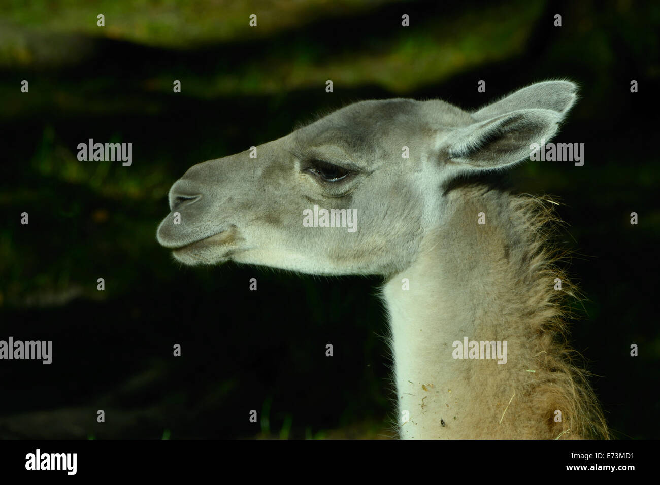 Guanaco (Lama guanicoe) is a camelid native to South America. Stock Photo