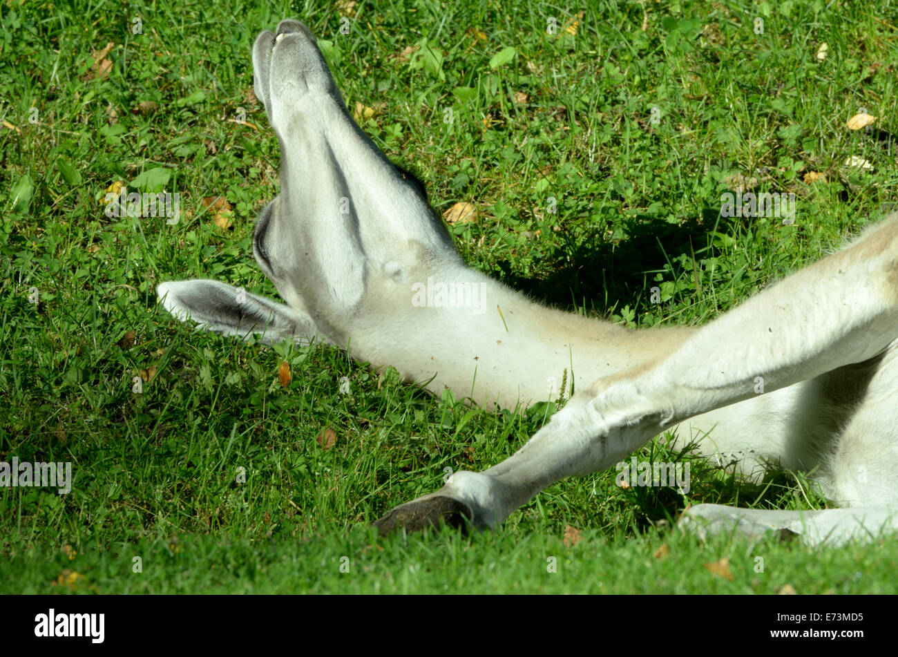 Guanaco (Lama guanicoe) is a camelid native to South America. Stock Photo