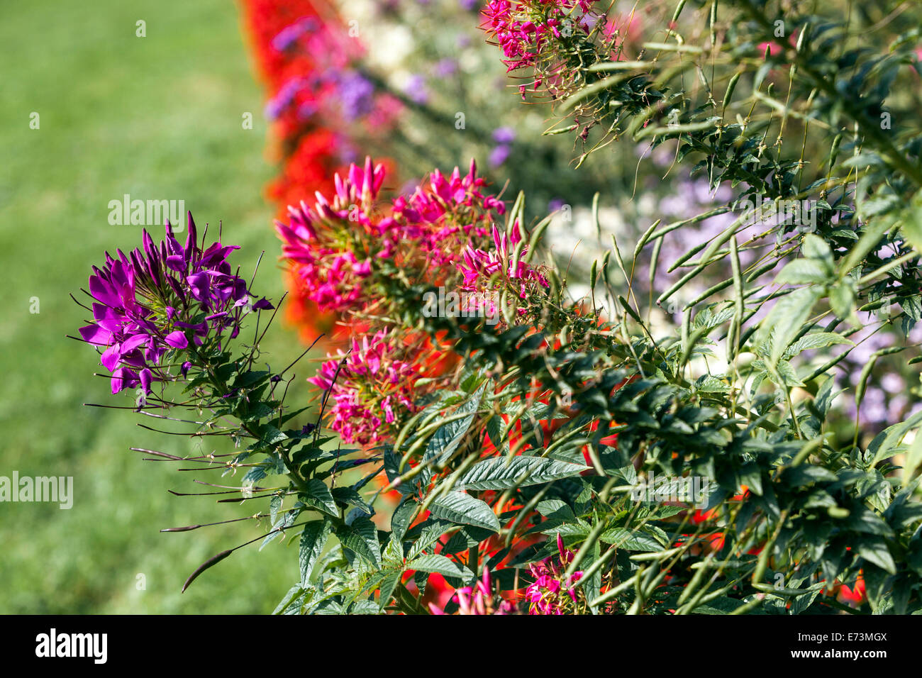 Cleome spinosa, Spider flower growing in a garden Stock Photo