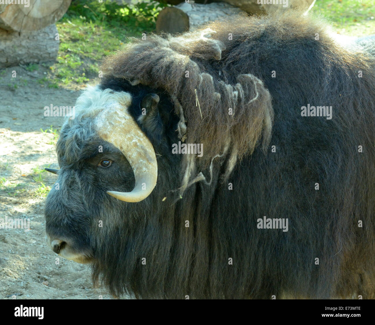 Muskox (Ovibos moschatus) is an Arctic mammal of the family Bovidae, noted for its thick coat and for the strong odor. Stock Photo