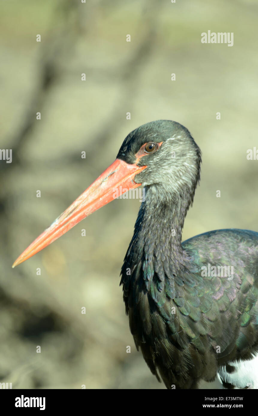 Black Stork (Ciconia nigra) is a large wading bird in the stork family Ciconiidae. Stock Photo