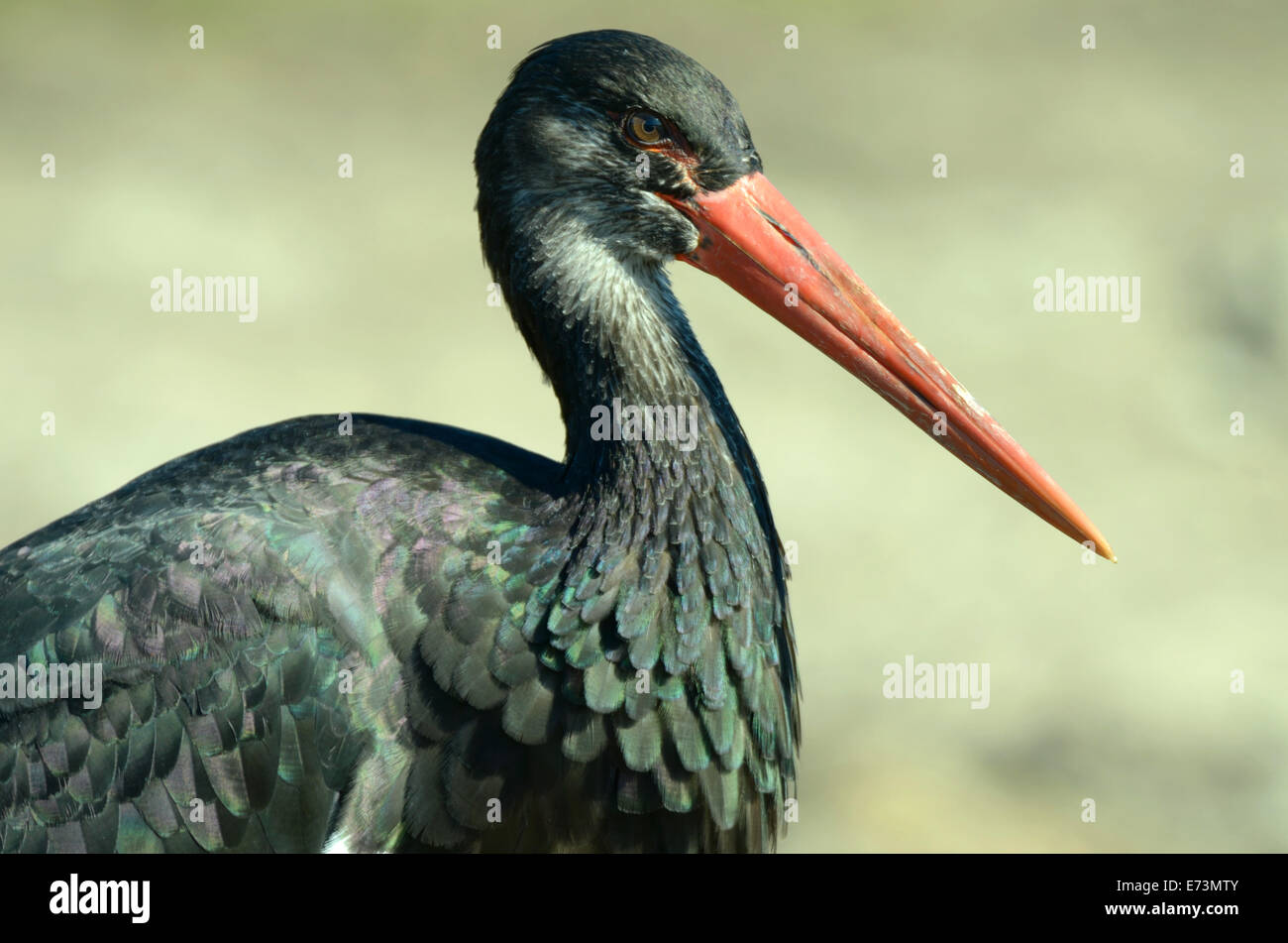 Black Stork (Ciconia nigra) is a large wading bird in the stork family Ciconiidae. Stock Photo