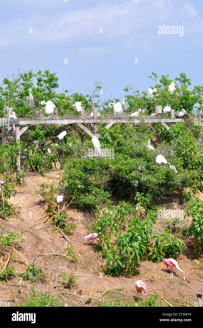 Nesting egrets at Smith Oaks Bird Sanctuary rookery on High Island, near Galveston, Texas, USA Stock Photo