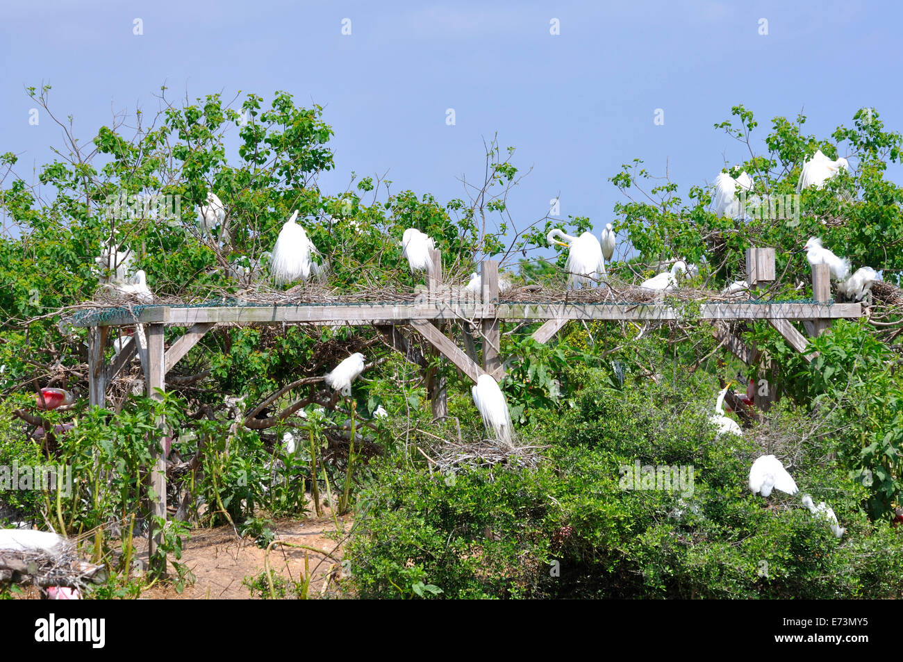 Nesting egrets at Smith Oaks Bird Sanctuary rookery on High Island ...