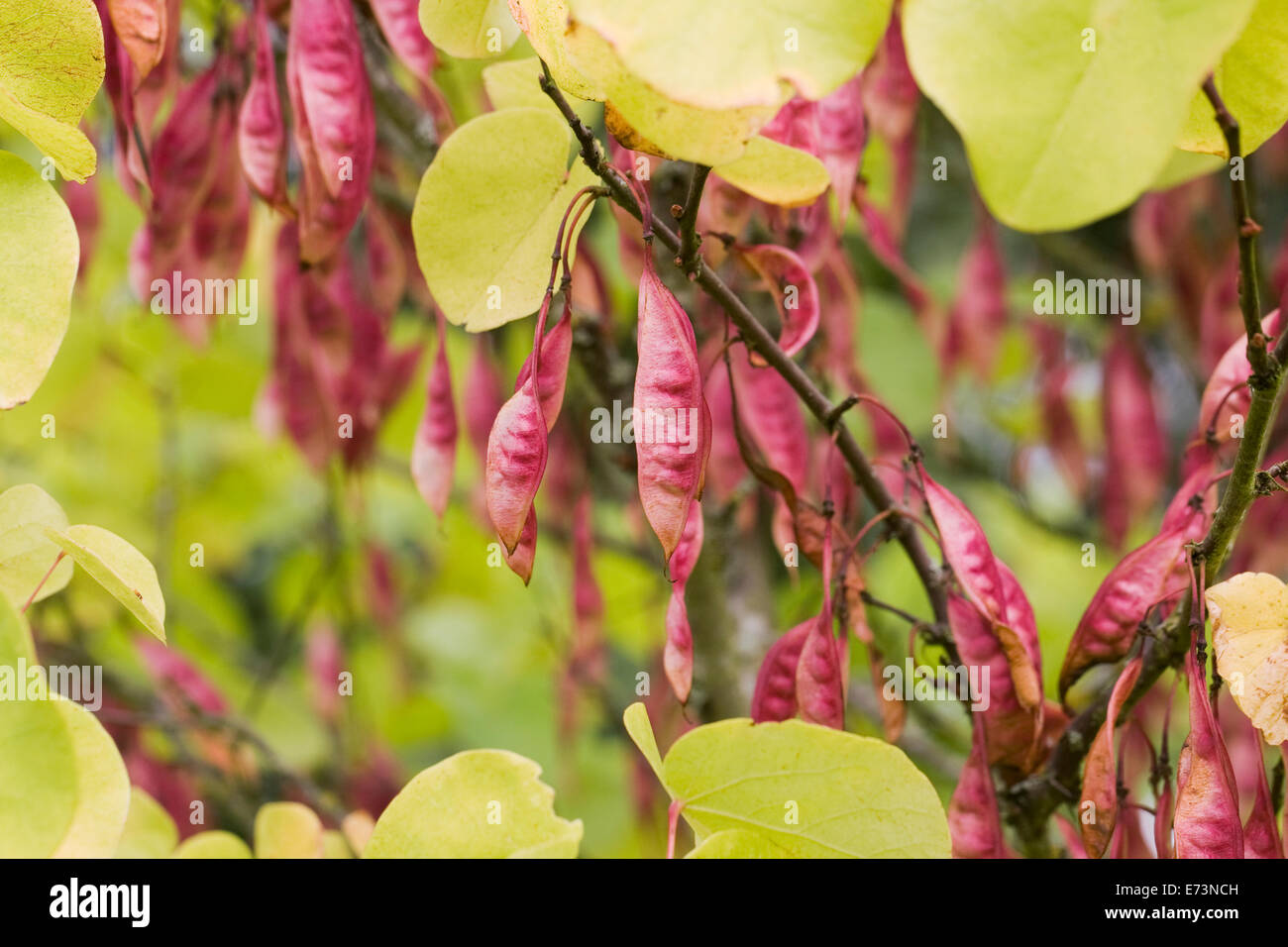 Cercis siliquastrum seed pods. Judas tree in Autumn. Stock Photo