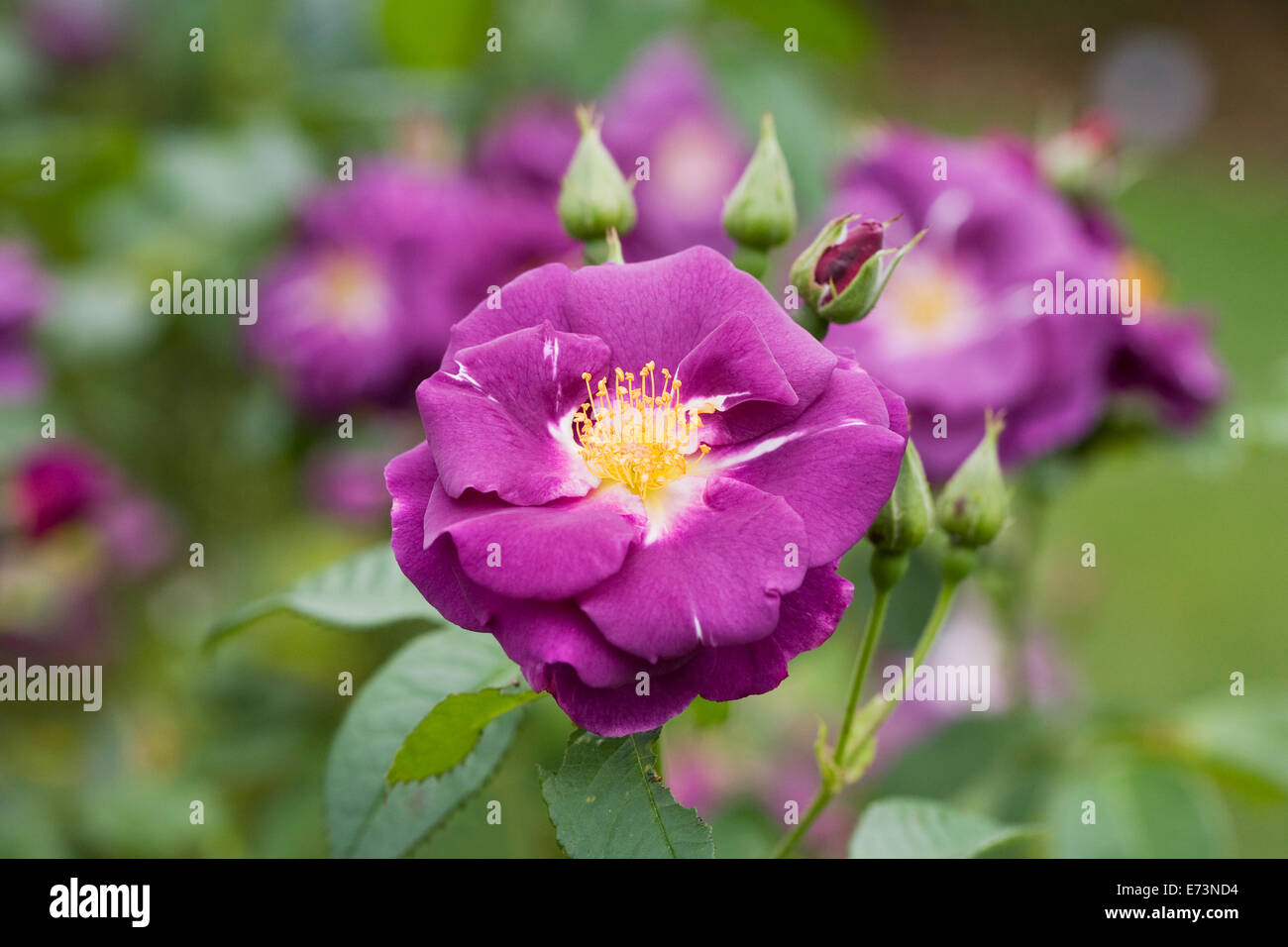 Rosa Rhapsody Rhapsody In Blue High Resolution Stock Photography and Images - Alamy