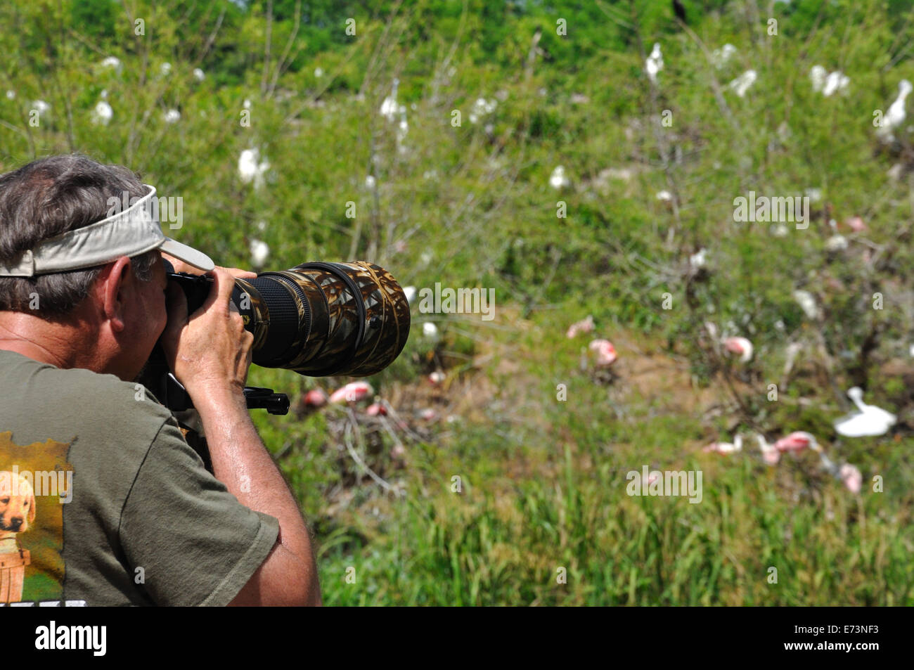 Wildlife photographer at Smith Oaks Bird Sanctuary rookery on High Island, near Galveston, Texas, USA Stock Photo