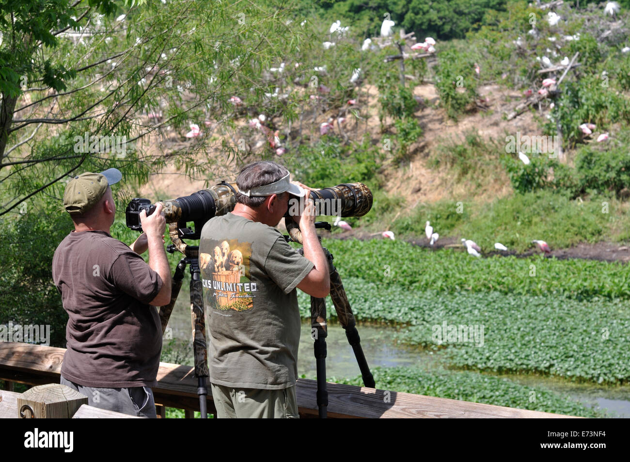 Wildlife photographers at Smith Oaks Bird Sanctuary rookery on High Island, near Galveston, Texas, USA Stock Photo