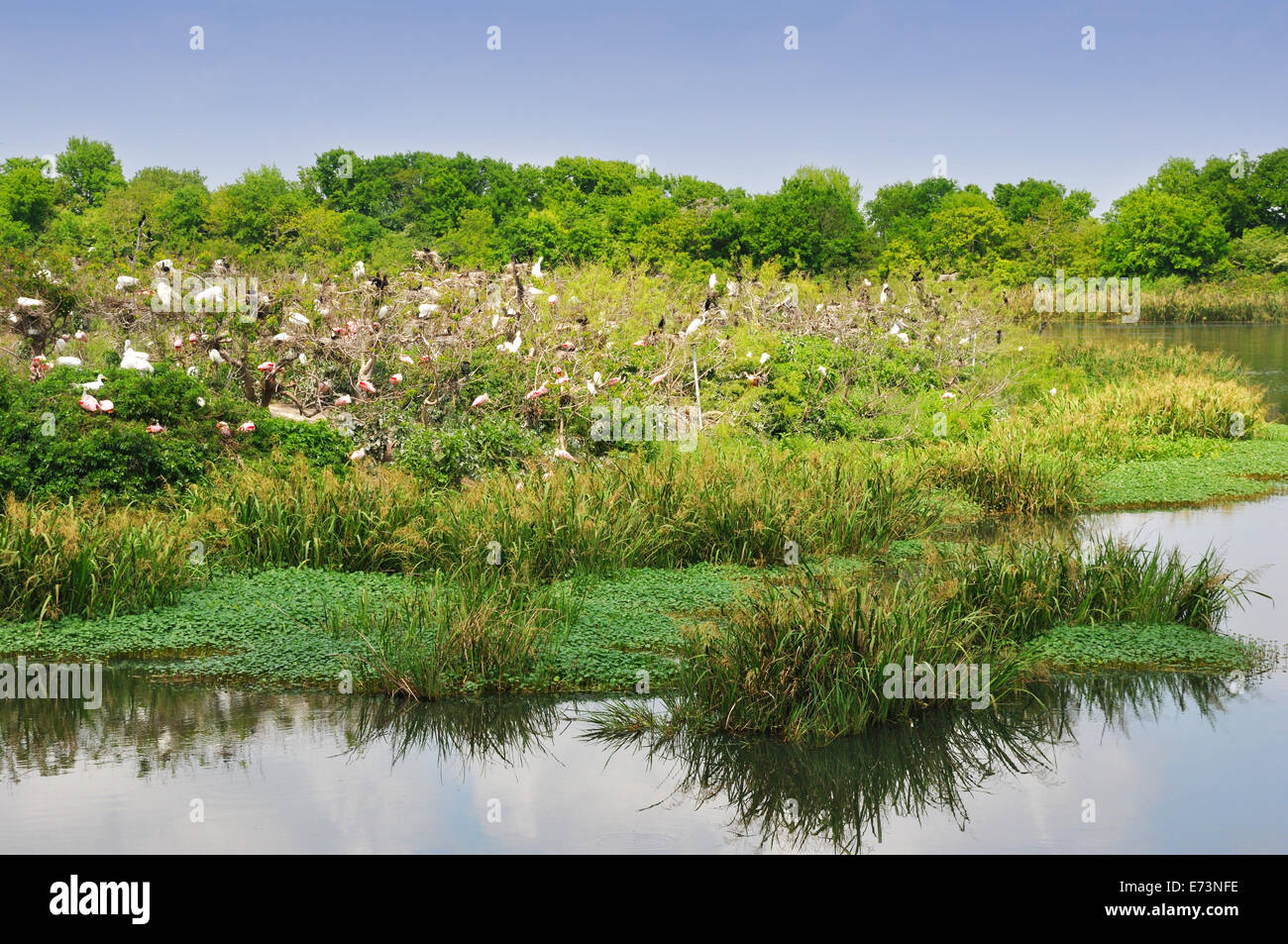 Smith Oaks Bird Sanctuary rookery on High Island, near Galveston, Texas ...