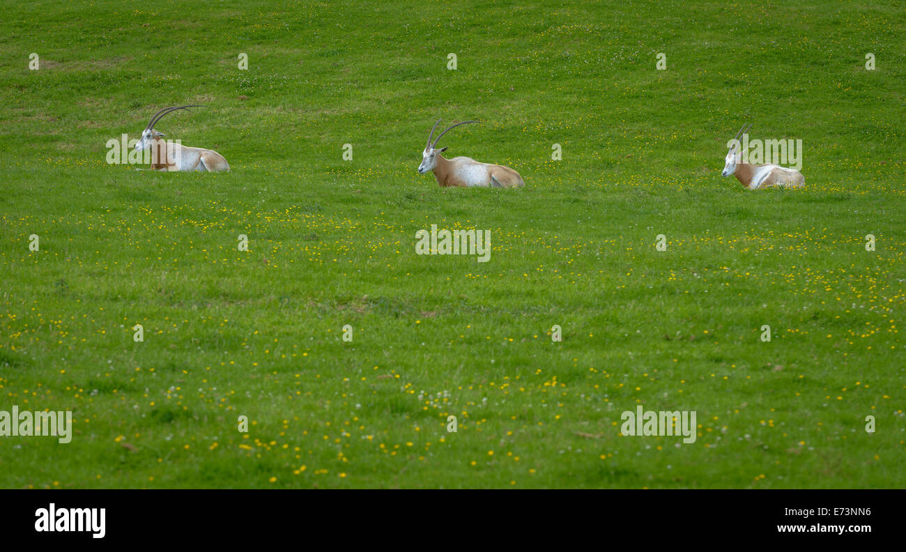 Three Oryx gazella (gemsbok antelope) in a Green field Stock Photo