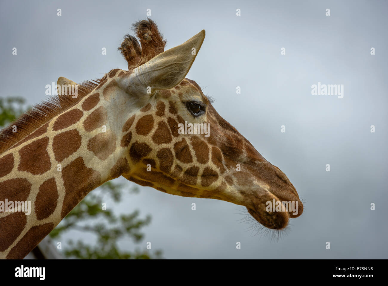 Portrait of a funny giraffe (Giraffa camelopardalis) against blue sky and trees background Stock Photo