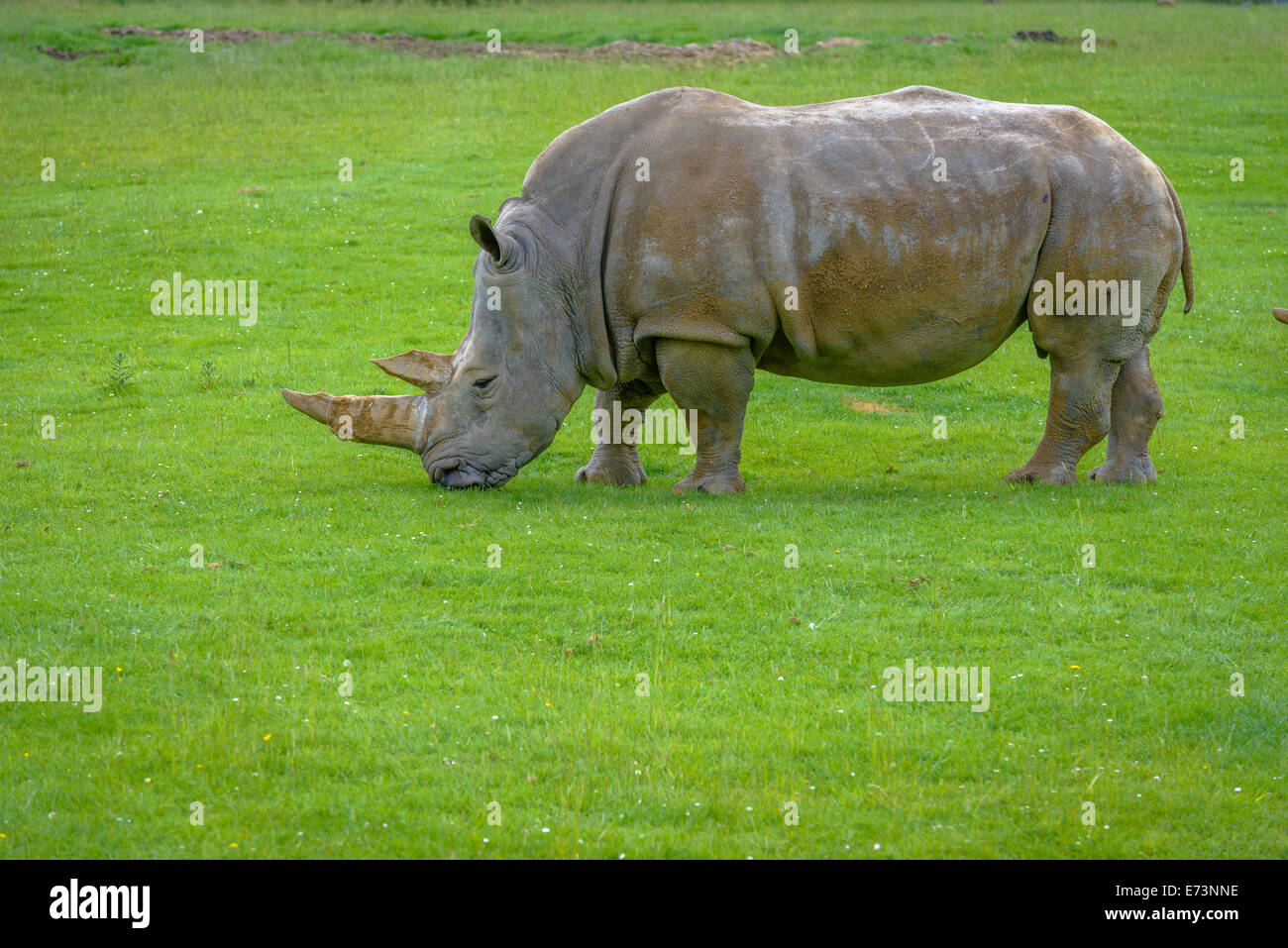 Sumatran rhinoceros hires stock photography and images Alamy