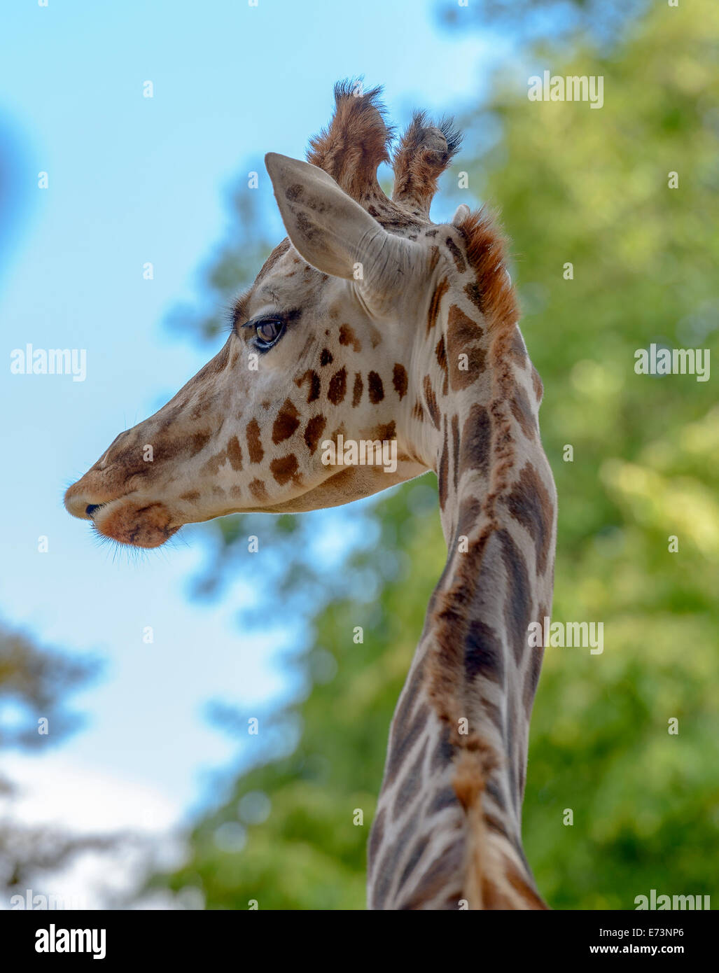 Portrait of a funny giraffe (Giraffa camelopardalis) against blue sky and trees background Stock Photo