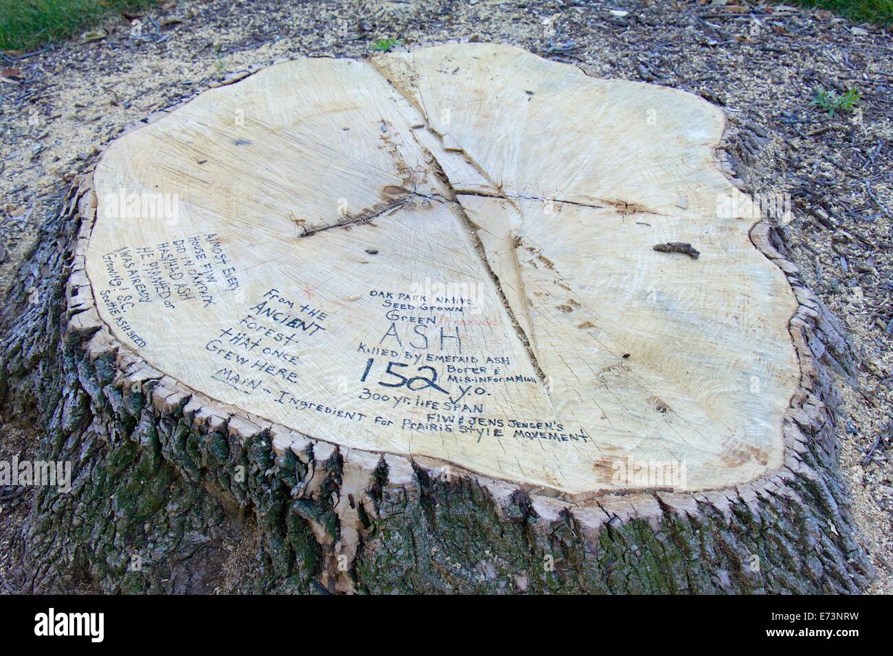 Stump of 152 year old green ash killed by emerald ash borer. Historic nature of ash trees place on tree with marker pen. Stock Photo
