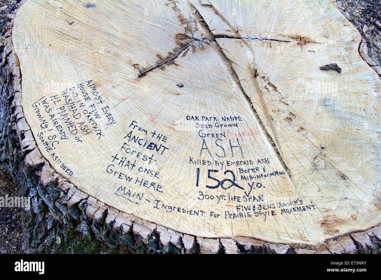 Stump of 152 year old green ash killed by emerald ash borer. Historic nature of ash trees place on tree with marker pen. Stock Photo
