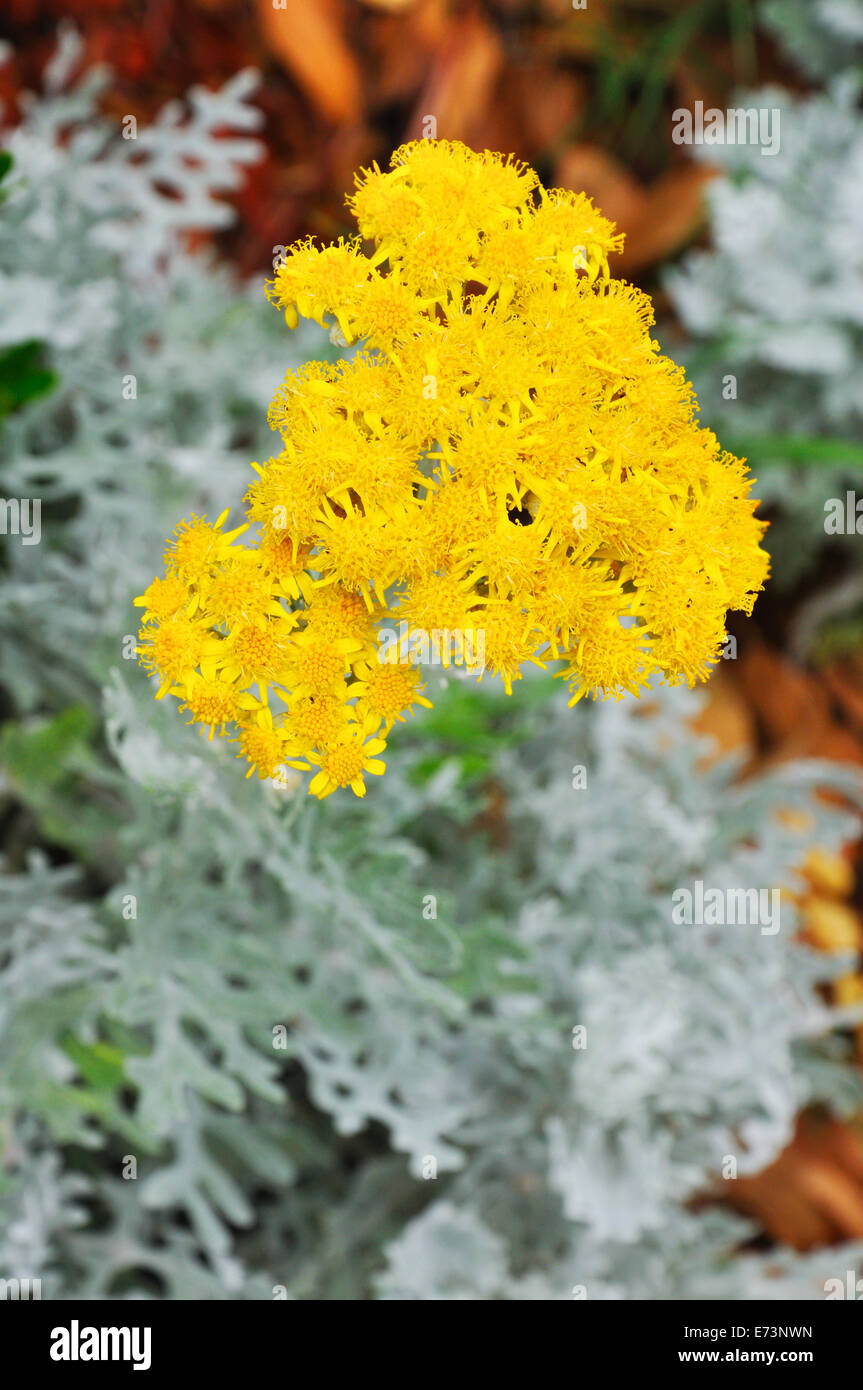 Flowering Dusty Miller aka Silver Ragwort Jacobaea maritima Stock