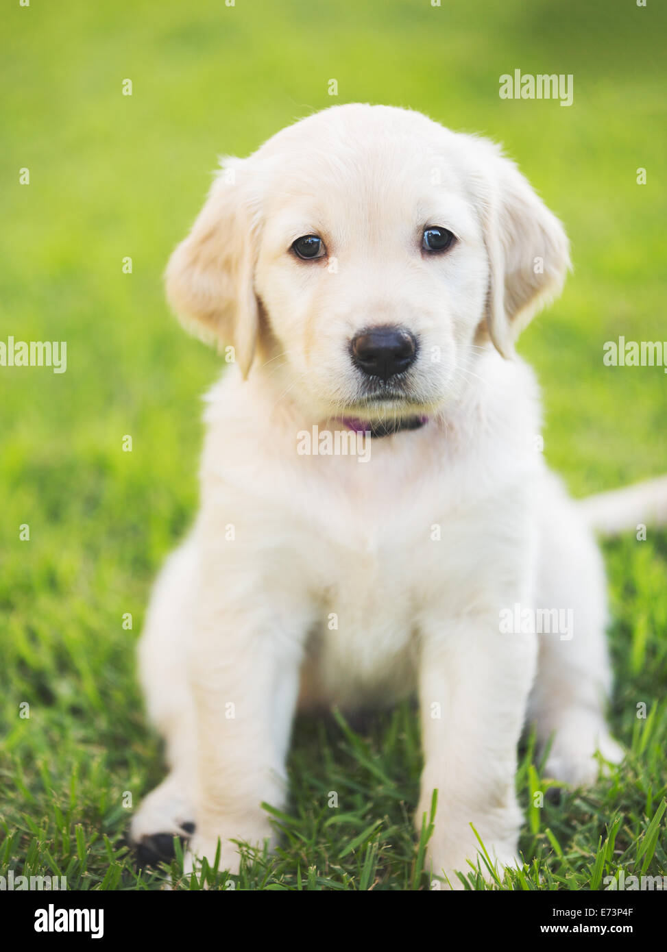 Adorable Golden Retriever Puppy in the Yard Stock Photo Alamy