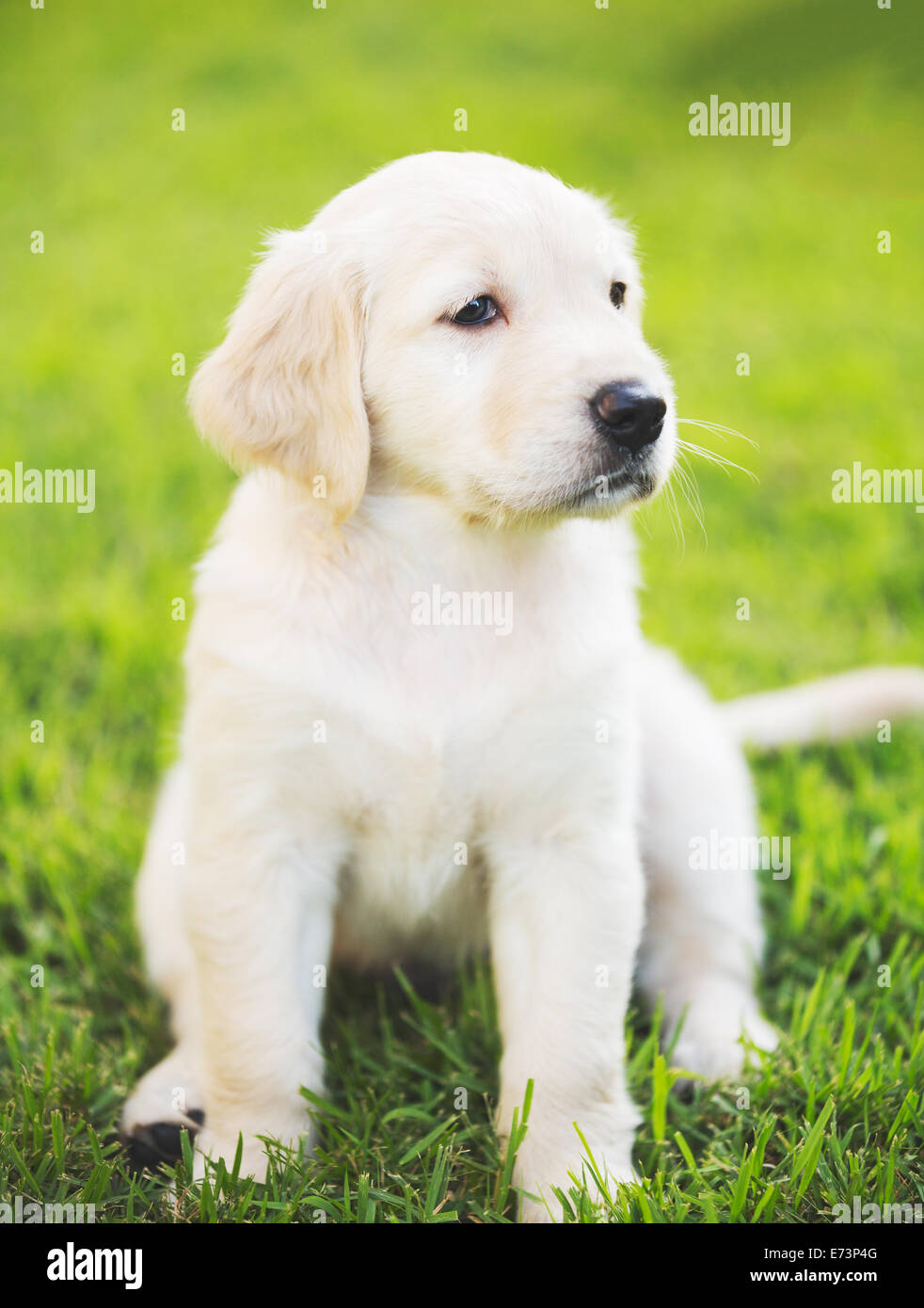 Adorable Golden Retriever Puppy In The Yard Stock Photo 73227296