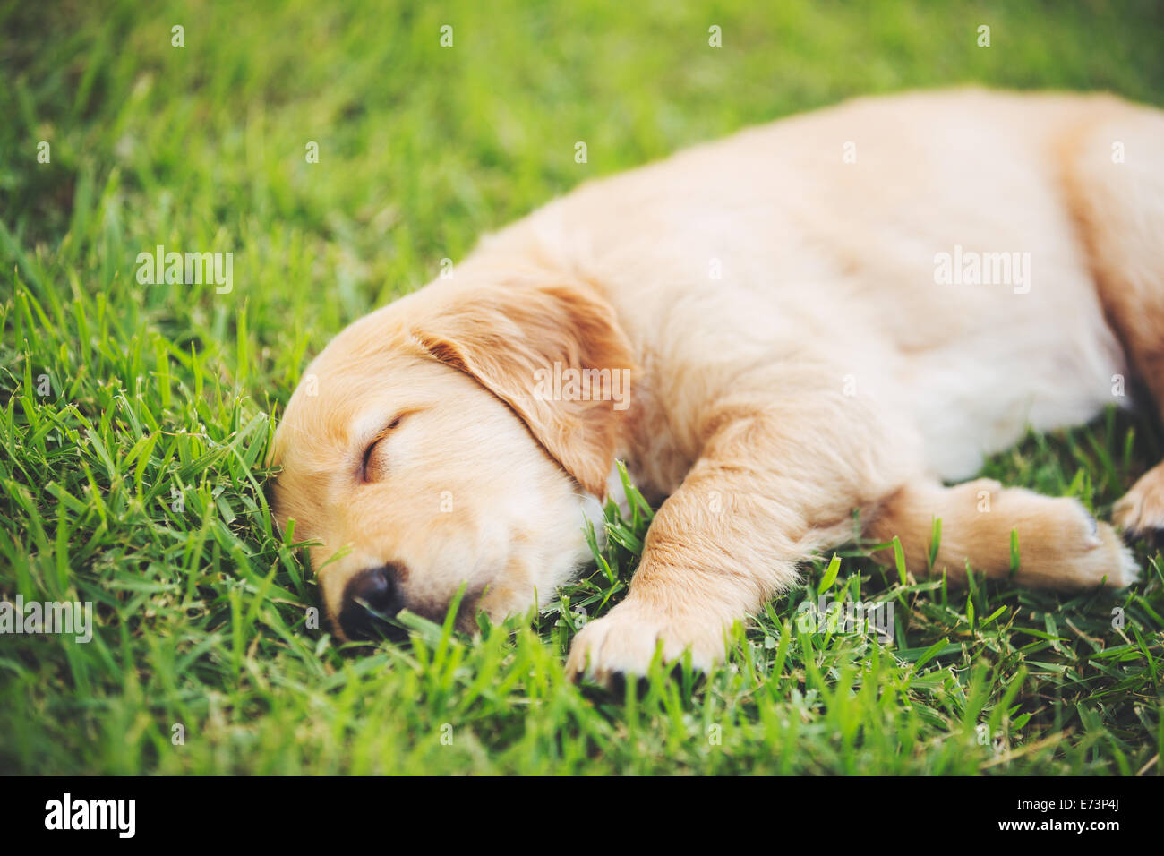 Adorable Golden Retriever Puppy Sleeping in the Yard Stock Photo Alamy