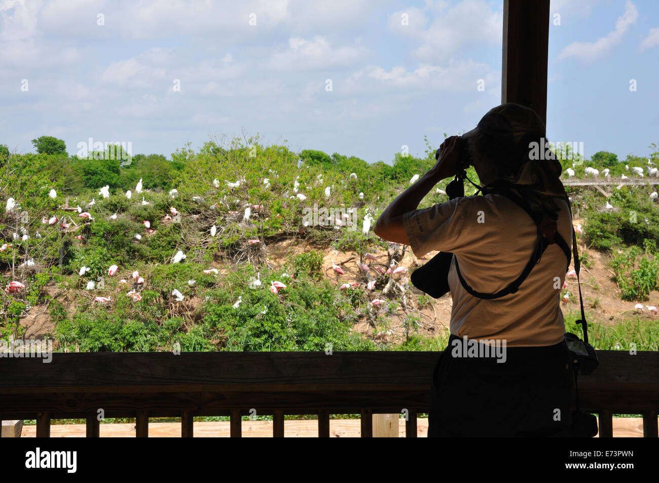 Visitors at Smith Oaks Bird Sanctuary rookery on High Island, near Galveston, Texas, USA Stock Photo