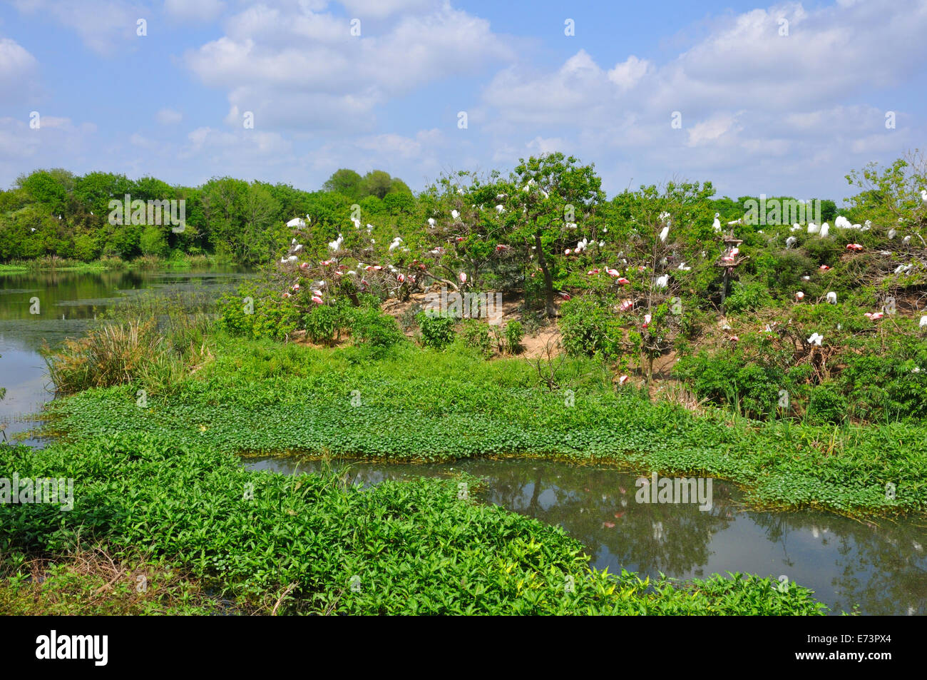 Smith Oaks Bird Sanctuary rookery on High Island, near Galveston, Texas ...