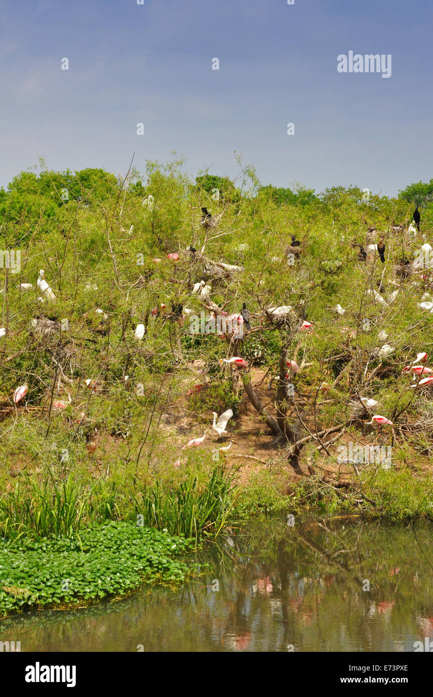 Smith Oaks Bird Sanctuary rookery on High Island, near Galveston, Texas ...