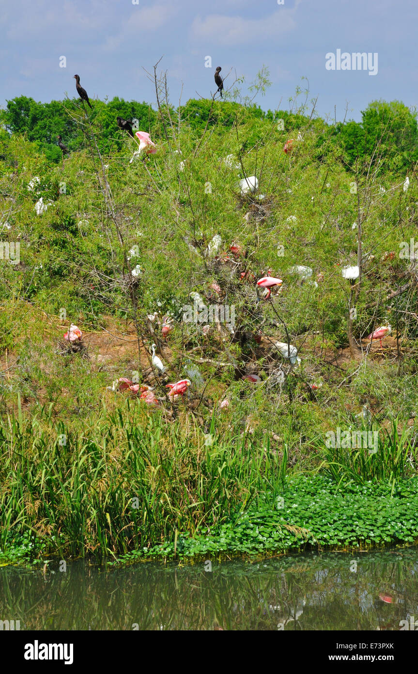 Smith Oaks Bird Sanctuary rookery on High Island, near Galveston, Texas ...