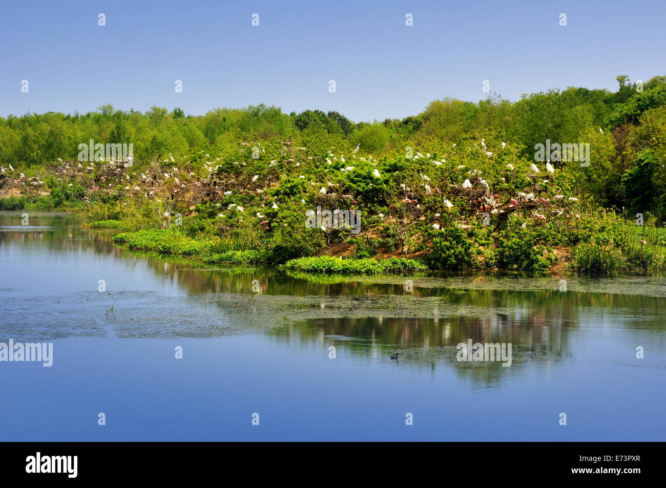 Smith Oaks Bird Sanctuary rookery on High Island, near Galveston, Texas ...