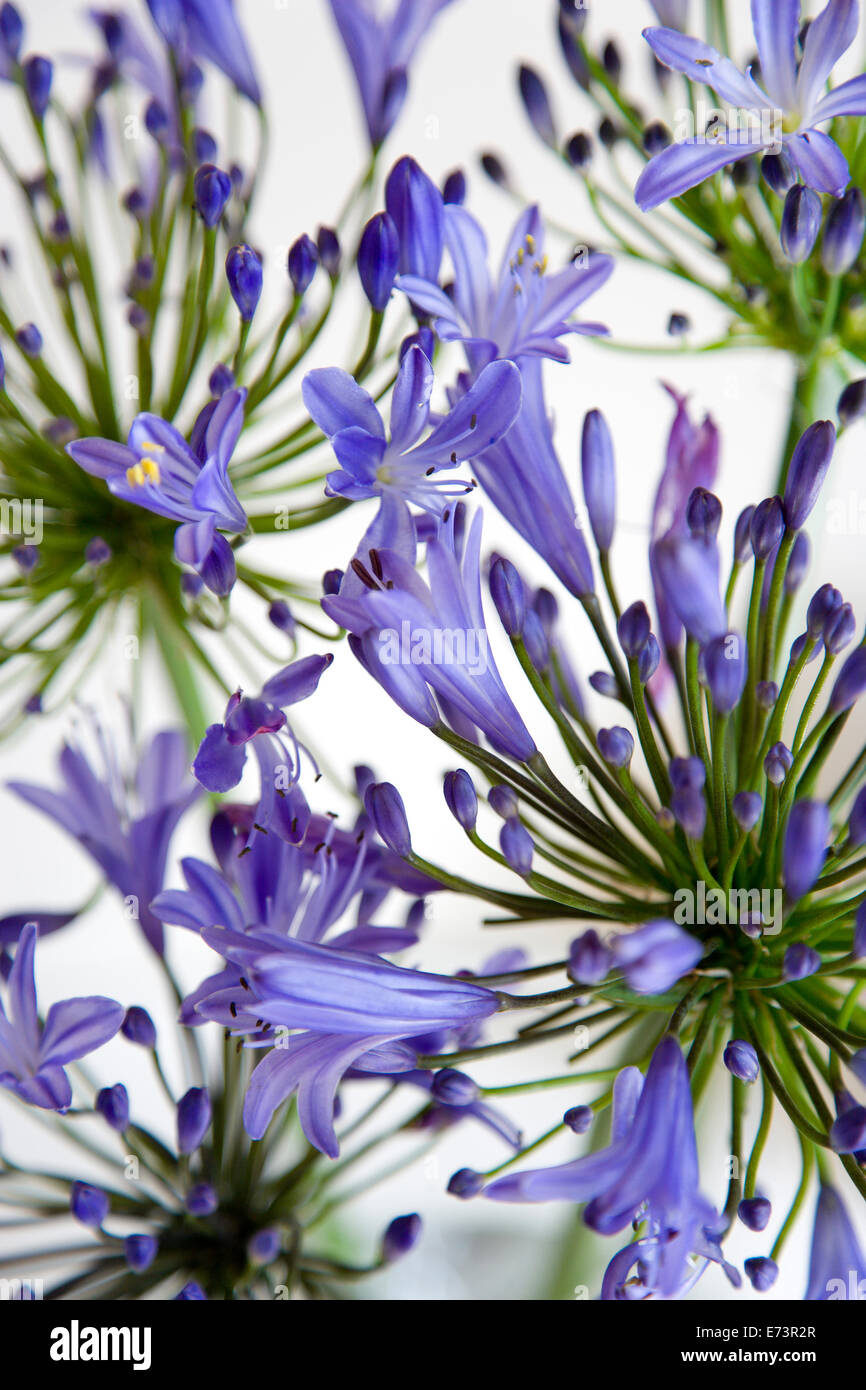 African lily, Agapanthus, purple blue flowers on an umbel shaped flowerhead against a white background. Stock Photo