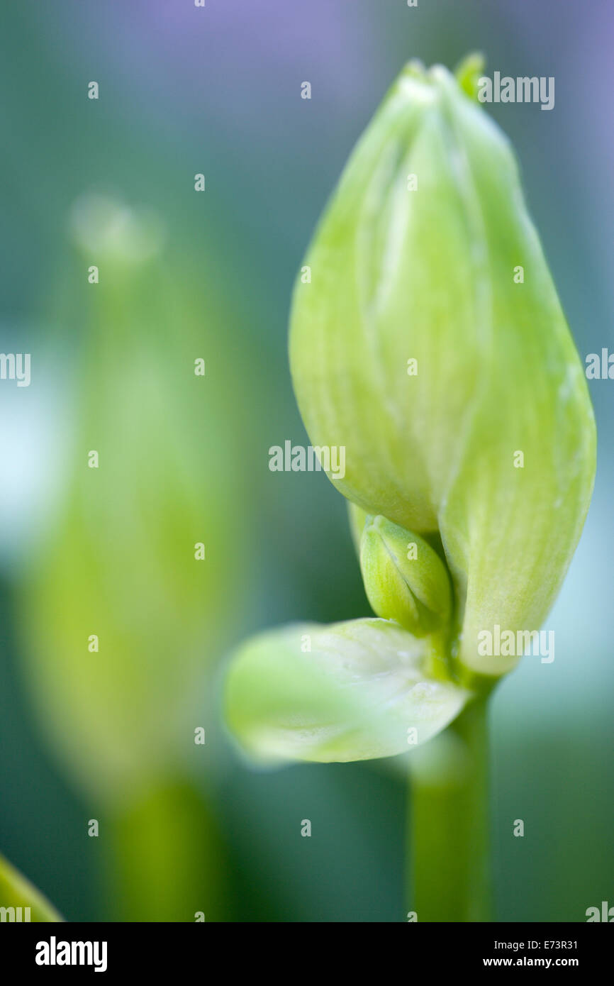 Summer hyacinth, Galtonia candicans, green upright stem with flowers emerging from green buds. Stock Photo