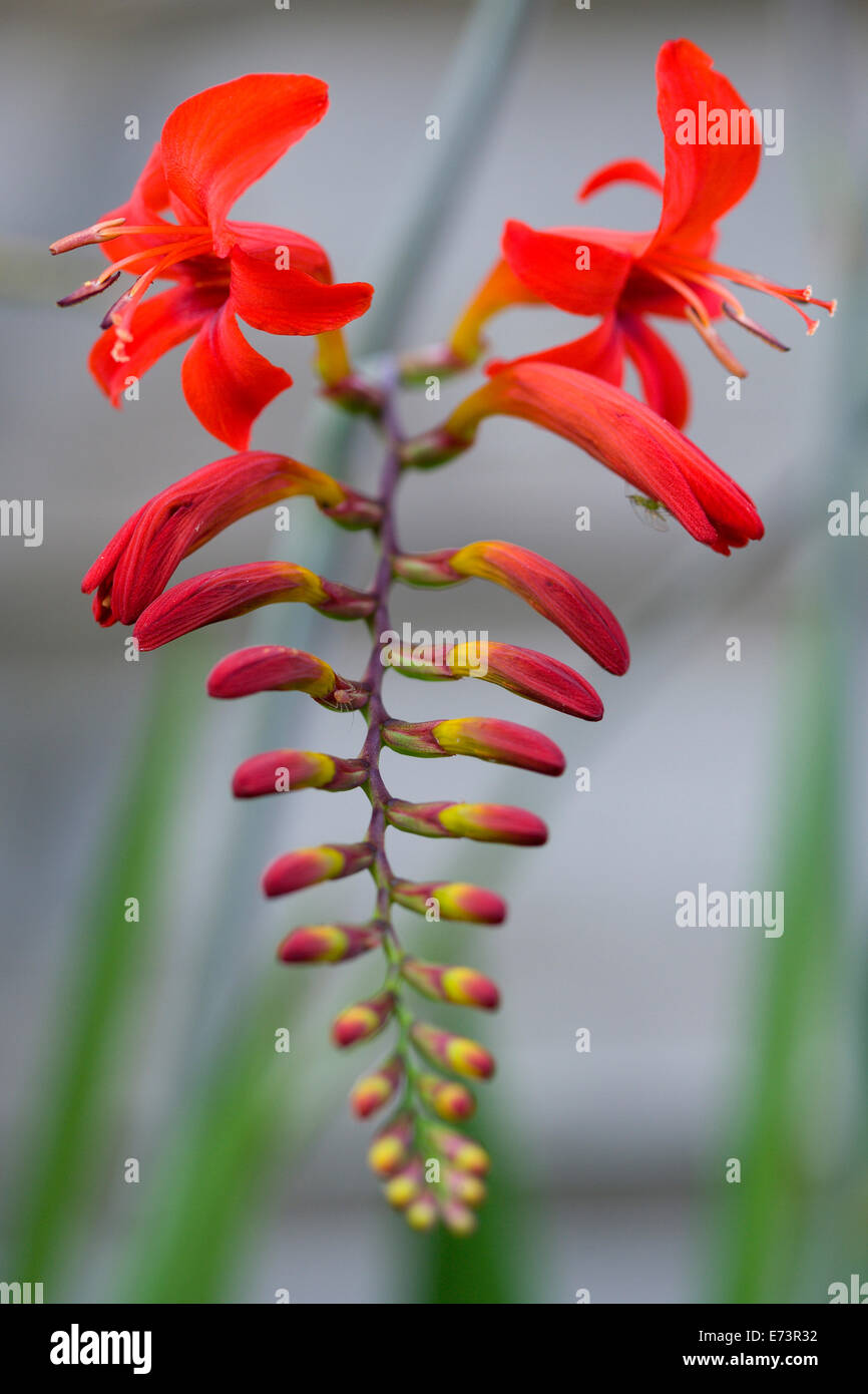 Montbretia, Crocosmia 'Lucifer', branched spike with emerging showy funnel-shaped red flowers isolated in shallow focus. Stock Photo