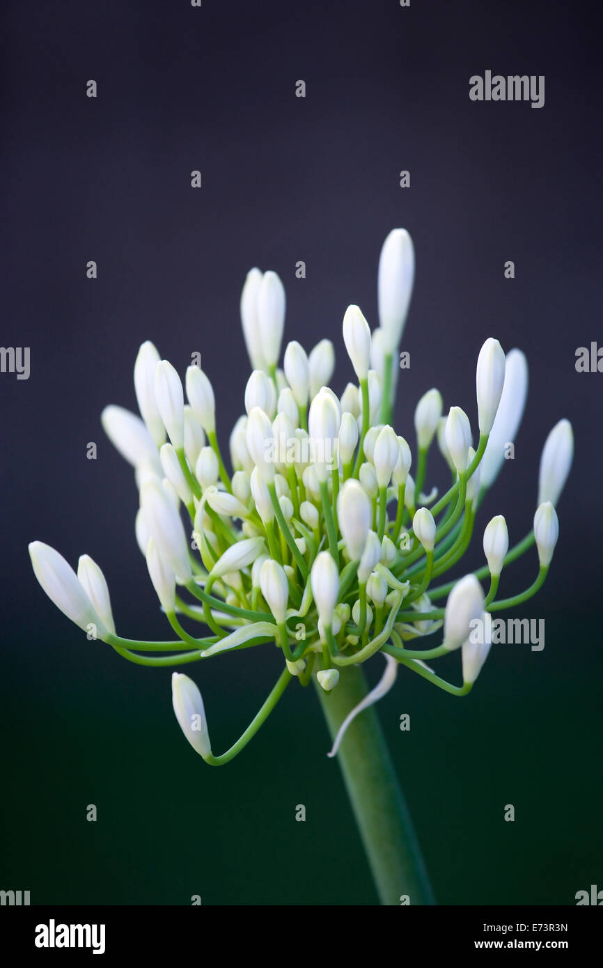 African lily, Agapanthus, white flowers emerging on an umbel shaped flowerhead against a dark background. Stock Photo