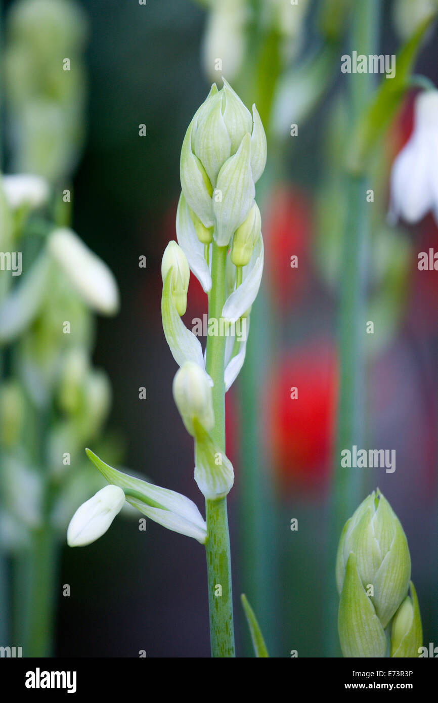 lSummer hyacinth, Galtonia candicans, long green upright stems with emerging pendulous white flowers. Stock Photo