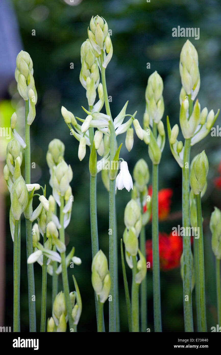 Summer hyacinth, Galtonia candicans, long green upright stems with emerging pendulous white flowers. Stock Photo