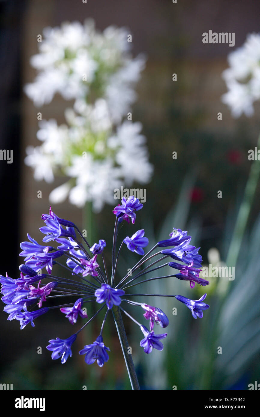 African lily, Agapanthus, purple blue flowers emerging on an umbel shaped flowerhead. Stock Photo