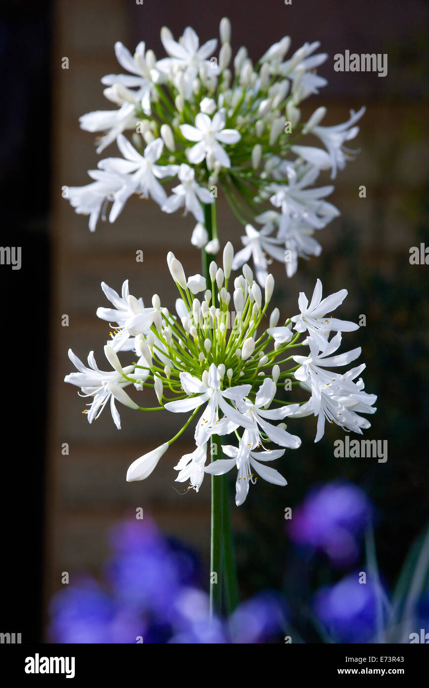 African lily, Agapanthus, white flowers emerging on an umbel shaped flowerhead. Stock Photo