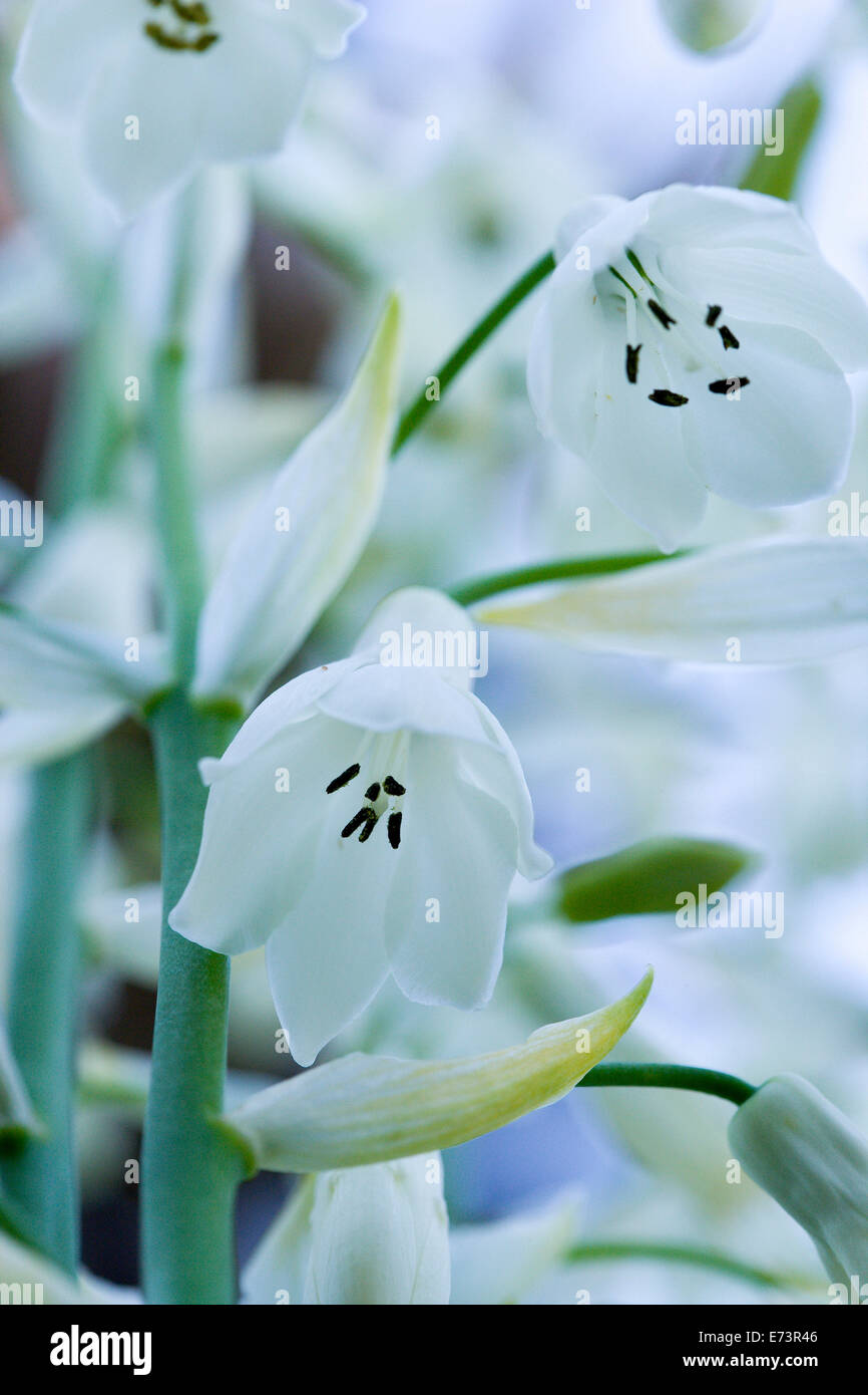 Summer hyacinth, Galtonia candicans, Pendulous white flowers growing on a plant outdoors. Stock Photo
