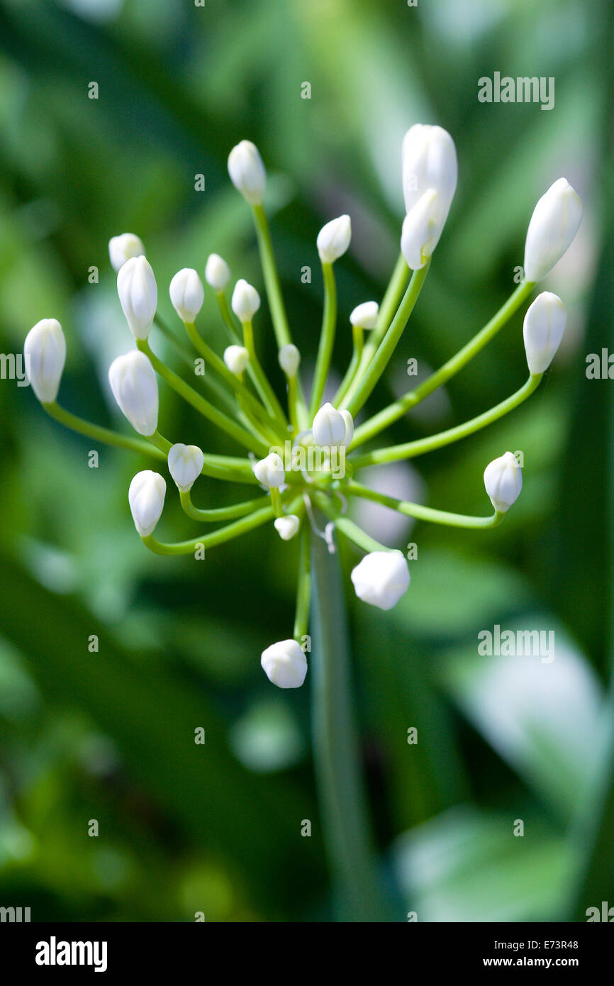 African lily, Agapanthus, white flowers emerging on an umbel shaped flowerhead against a green background. Stock Photo