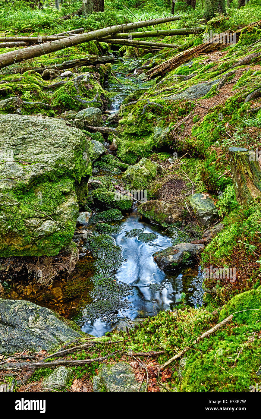 The primeval forest with mossed ground and the creek - HDR Stock Photo