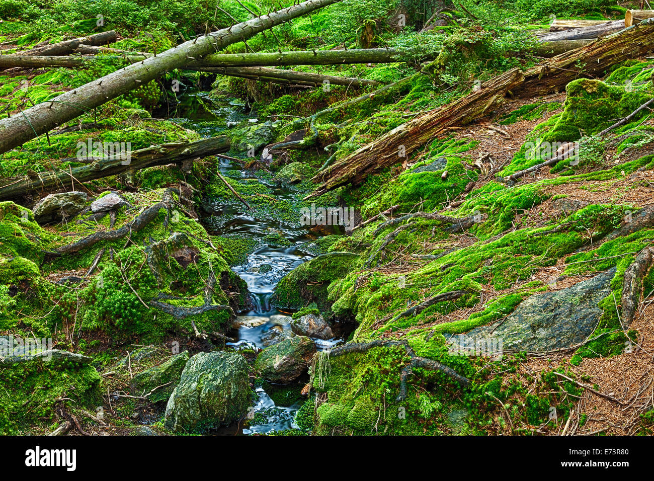 The primeval forest with mossed ground and the creek - HDR Stock Photo