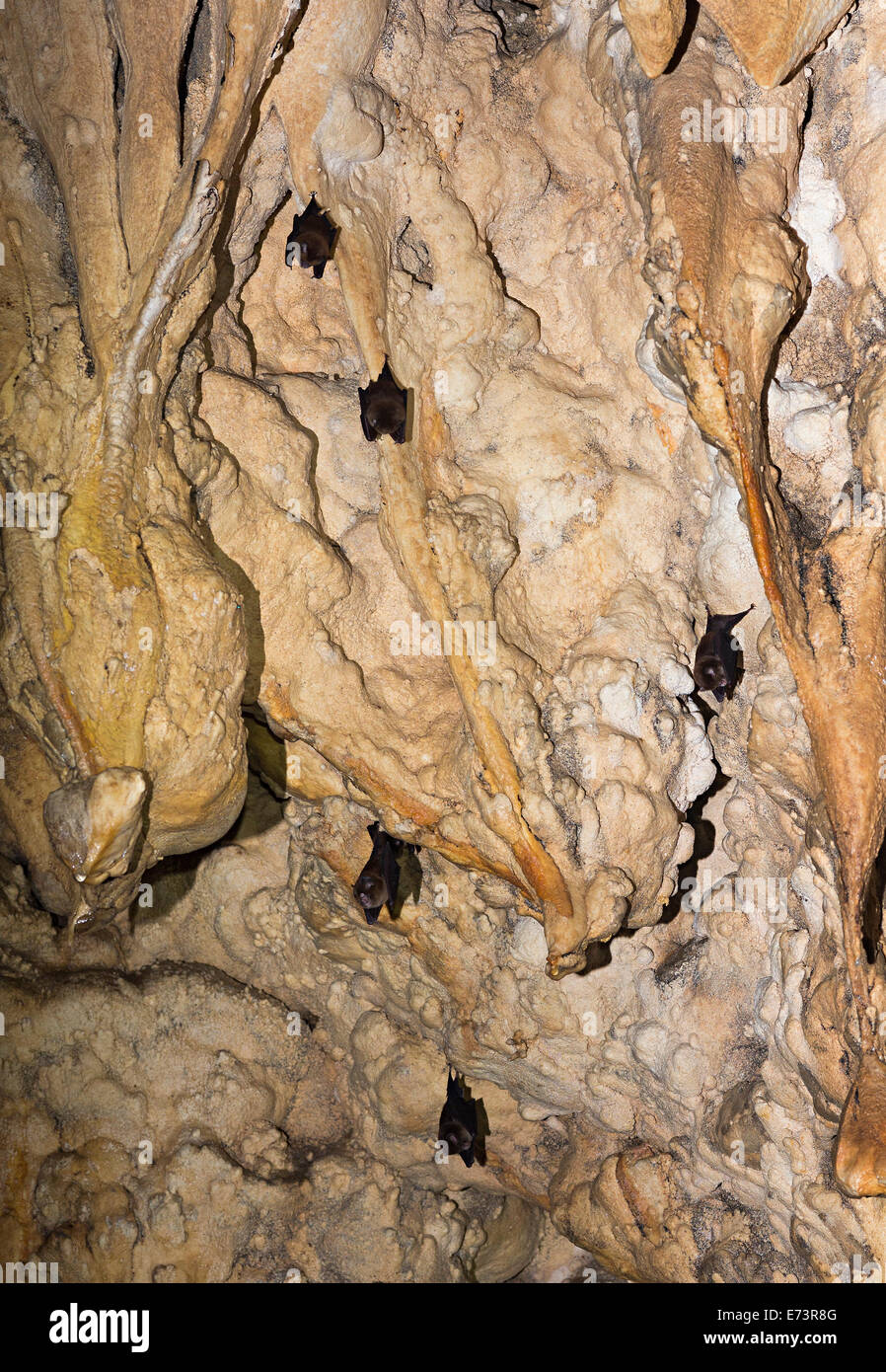 Roosting bats, Stone horse Cave, Gunung Mulu National Park, Sarawak, Malaysia Stock Photo