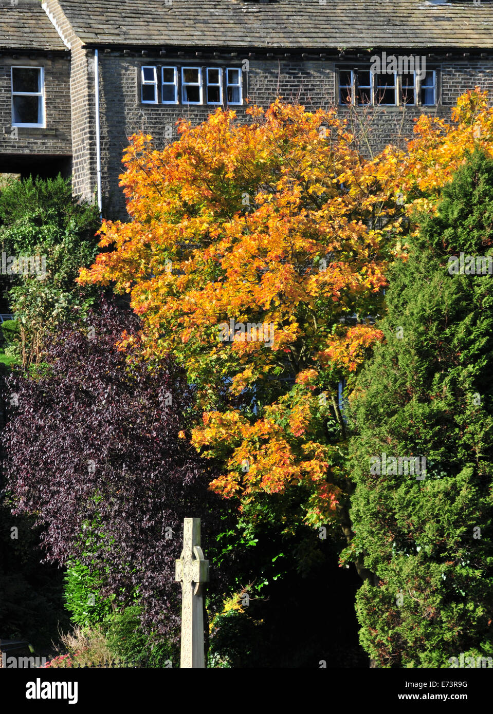 Purple foliage copper beech tree fagus sylvatica artopurpurea left mid