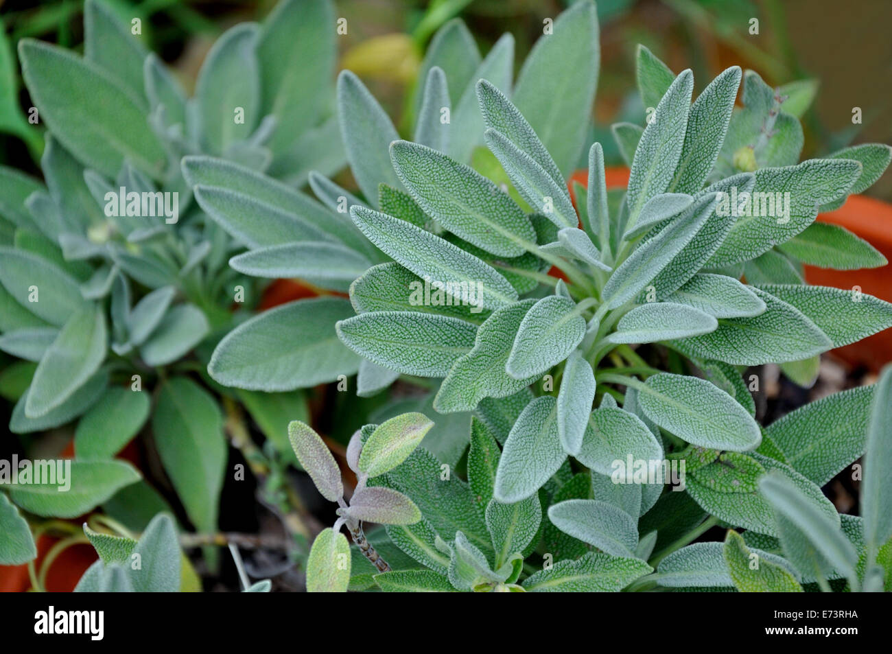 Variegated Sage - Salvia Oficinalis 'Tricolor' Stock Photo