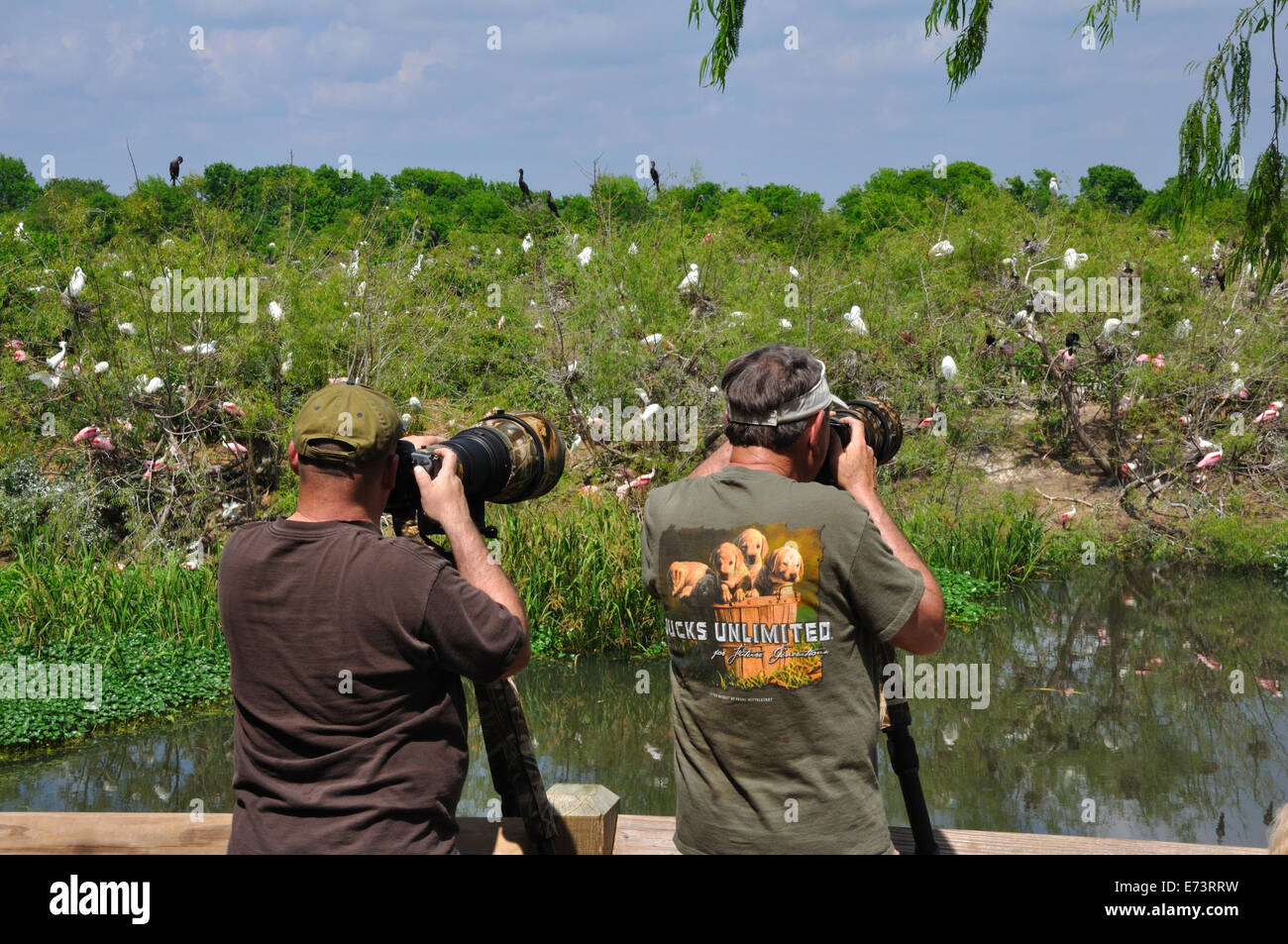 Wildlife photographers at Smith Oaks Bird Sanctuary rookery on High